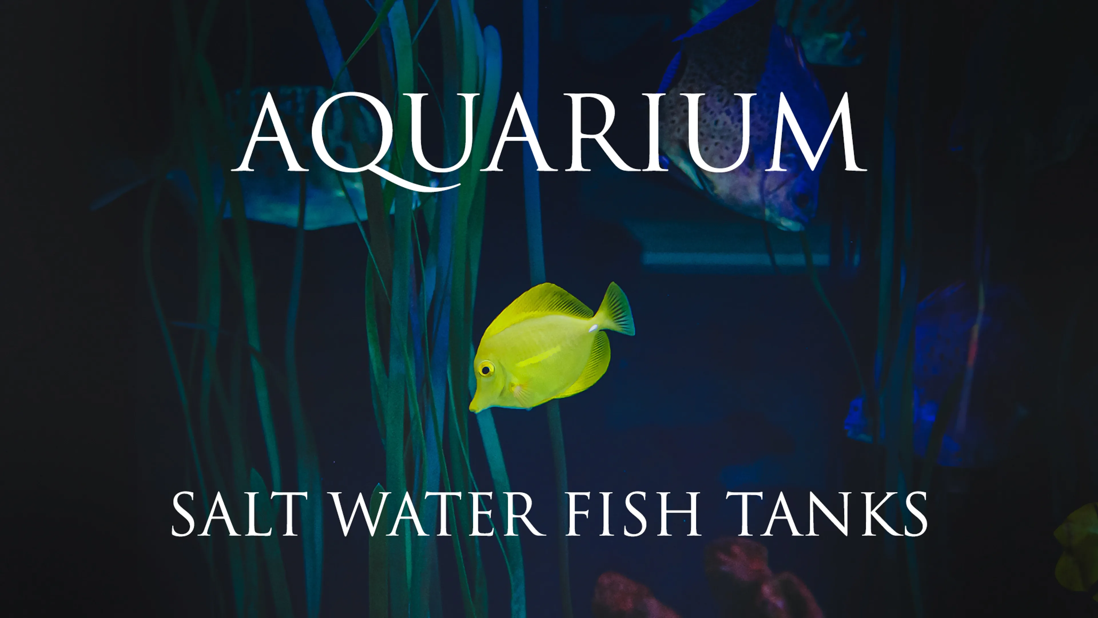 Aquarium:Salt Water Fish Tanks poster